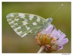 Pontia Edusa (M4/3) Pontia Edusa (M4/3)