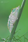 Pieris brassicae (Linnaeus, 1758) Pieris brassicae (Linnaeus, 1758)