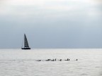 navigare navigare