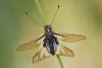 Libelloides coccajus - trama alare Libelloides coccajus - trama alare