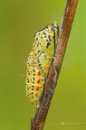 Aporia crataegi (Linnaeus, 1758) Aporia crataegi (Linnaeus, 1758)
