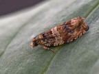 micro falena rr 1:1 micro falena rr 1:1
