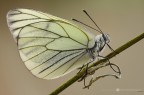 Aporia crataegi (Linnaeus, 1758) Aporia crataegi (Linnaeus, 1758)