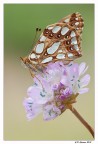 Issoria Lathonia Issoria Lathonia