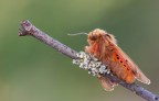 Falena Falena