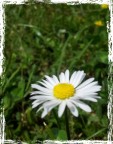 semplicemente primavera semplicemente primavera