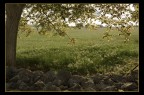 IN CAMPAGNA IN CAMPAGNA
