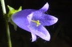 fiorellino-viola-con-flash-micr.jpg fiorellino-viola-con-flash-micr.jpg
