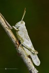 Orthoptera acrididae