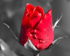 Red Isolation Red Isolation