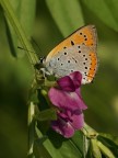 la mia prima farfallina... la mia prima farfallina...