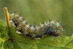 Saturnia Pavoniella ( bruco livrea azzurra ) Saturnia Pavoniella ( bruco livrea azzurra )