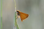 Thymelicus lineola Thymelicus lineola