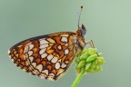Melitaea athalia