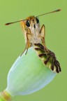 Thymelicus sylvestris Thymelicus sylvestris