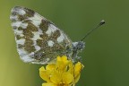 Pontia Edusa Pontia Edusa
