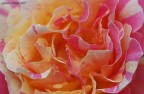 Delicate-cromie--... Delicate-cromie--...