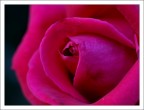 una rosa una rosa