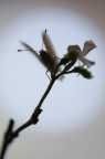 Farfalla...civetta Farfalla...civetta