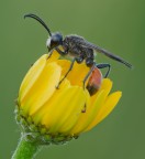 Imenottero Mutillide Nemka viduata - maschio