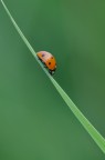 Discesa ripida Discesa ripida