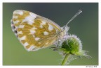 Pontia edusa Pontia edusa