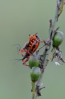 Rhinocoris Iracundus