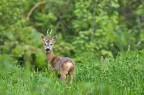 Capriolo Capriolo