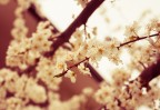 la primavera... la primavera...