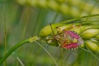 la cimice e il grano la cimice e il grano