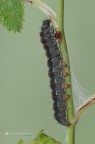 Eriogaster lanestris (Linnaeus, 1758) Eriogaster lanestris (Linnaeus, 1758)