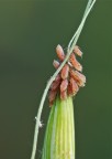 Acari su spiga di avena Acari su spiga di avena