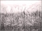 grano grano