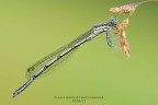 Platycnemis pennipes Platycnemis pennipes