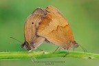 Maniola jurtina Maniola jurtina