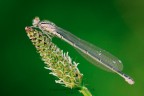 Coenagrion puella Coenagrion puella