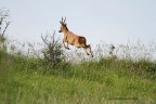 jump... jump...