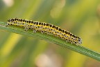 pontia edusa pontia edusa