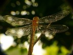 LIBELLULA DI CRISTALLO REPORTAGE