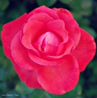 &amp;#9829; &amp;#9829;