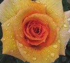 Rosa bagnata dalla rugiada Rosa bagnata dalla rugiada