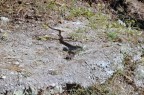 serpente con topo serpente con topo