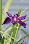 iris (?) iris (?)