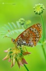Melitaea didyma (Esper 1779)