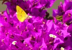 Yellow Butterfly