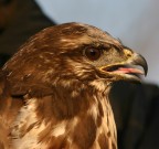 buteo buteo profile