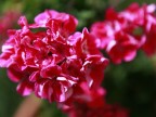 Pink.. Pink..