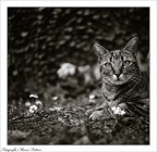 pellicola 120mm foma 100 iso
sviluppo rodinal