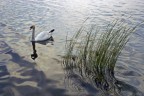 il cigno di schiranna il cigno di schiranna