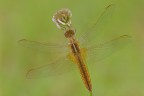 Crocothemis erythraea